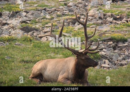 Yellowstone Buck renna con corna giacente in erba Foto Stock