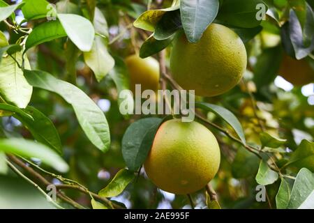 Acerbi tangerini, che iniziò a girare arancione, appendere su un ramo in giardino. Foto Stock