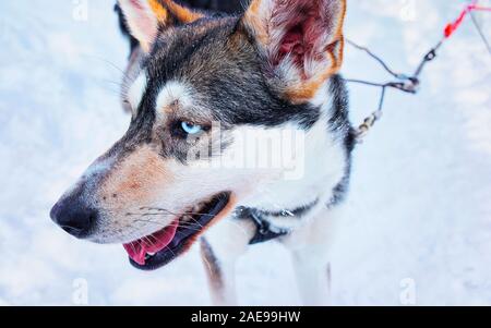 Cani Husky in sled nella foresta di inverno in Rovaniemi reflex Foto Stock