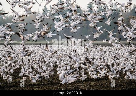 Neve oche prendere il volo in Skagit Valley Foto Stock