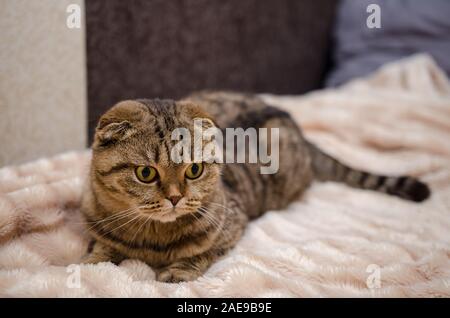 Scottish Fold - tabby cat, close up ritratto Foto Stock