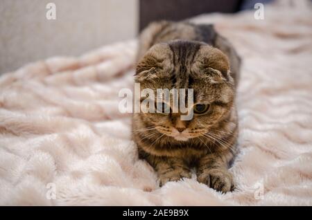 Scottish Fold - tabby cat, close up ritratto Foto Stock