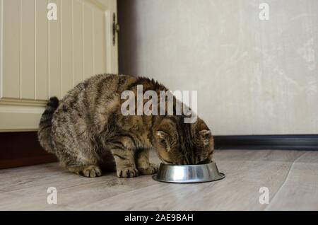 Tabby Scottish Fold cat mangiare cibo secco da una ciotola. Gatto sano concetto di dieta Foto Stock