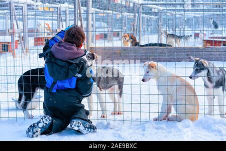 Bambini che giocano con husky cuccioli in involucro a Rovaniemi reflex Foto Stock