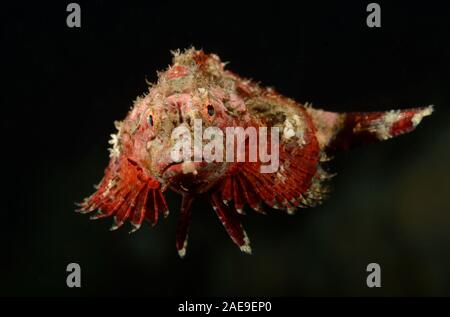 Tasseled scorfani, Scorpaenopsis oxycephala,, i capretti Tulamben, Bali, Indonesia Foto Stock