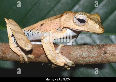 File-eared raganella, Polypedates otilophus, Kubah National Park, Borneo Malaysia Foto Stock