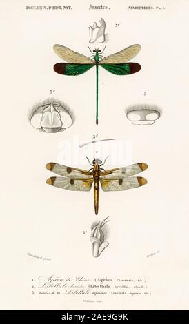 Vintage storia naturale illustrazione Foto Stock