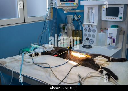 Preparazione del campo chirurgico prima di un gatto nero chirurgia ovariohysterectomy Foto Stock