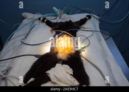 Preparazione del campo chirurgico prima di un gatto nero chirurgia ovariohysterectomy Foto Stock