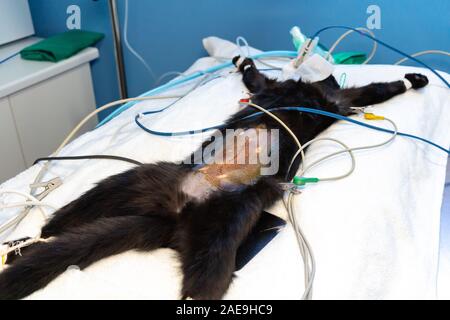 Preparazione del campo chirurgico prima di un gatto nero chirurgia ovariohysterectomy Foto Stock