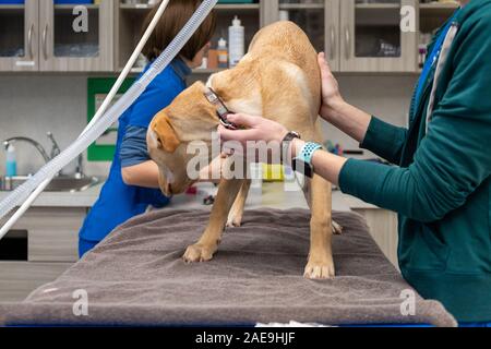 Vet tecnico e assistente veterinario preparare un sei mesi al laboratorio di giallo per una routine spruzzatrice di chirurgia su un giallo cucciolo di laboratorio Foto Stock