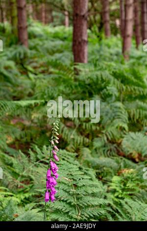 Foxglove singolo fiore tra le felci a Daresbury abeti, contro i tronchi di alberi statica Foto Stock