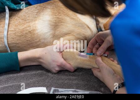 Vet tecnico e assistente veterinario preparare un sei mesi al laboratorio di giallo per una routine spruzzatrice di chirurgia su un giallo cucciolo di laboratorio Foto Stock