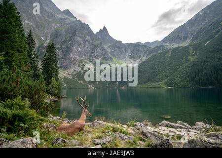 Lucky shot di un cervo a Morskie Oko Lago Foto Stock