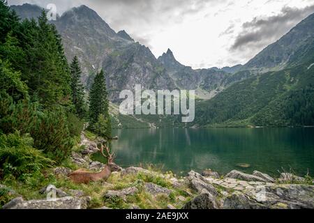 Lucky shot di un cervo a Morskie Oko Lago Foto Stock