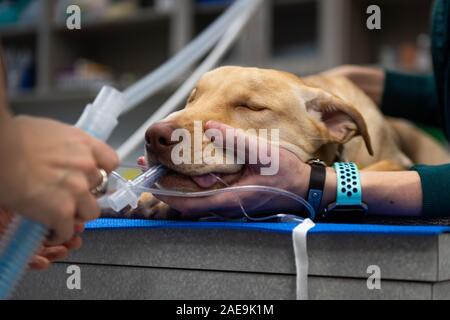 Vet tecnico e assistente veterinario preparare un sei mesi al laboratorio di giallo per una routine spruzzatrice di chirurgia su un giallo cucciolo di laboratorio Foto Stock