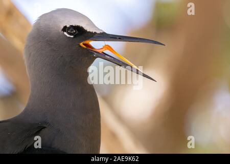 Bianco noddy tappato membro della famiglia tern nella stagione di nidificazione squarking con becco aperto su Lady Elliot Island, della Grande Barriera Corallina in Australia. Foto Stock