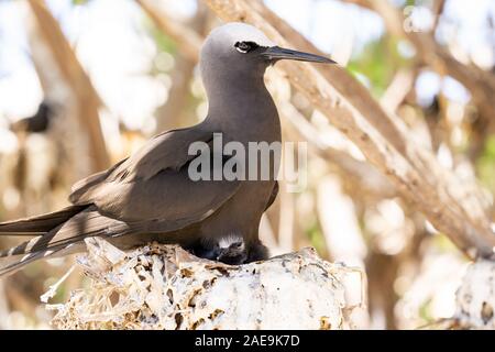 Bianco noddy tappato membro della famiglia tern sul nido con ceci su Lady Elliot Island, della Grande Barriera Corallina in Australia. Foto Stock