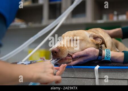 Vet tecnico e assistente veterinario preparare un sei mesi al laboratorio di giallo per una routine spruzzatrice di chirurgia su un giallo cucciolo di laboratorio Foto Stock