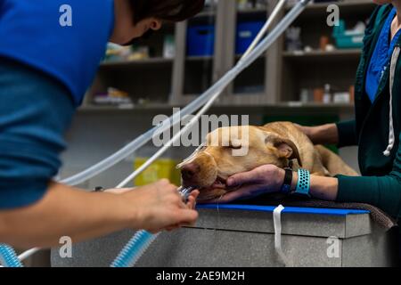 Vet tecnico e assistente veterinario preparare un sei mesi al laboratorio di giallo per una routine spruzzatrice di chirurgia su un giallo cucciolo di laboratorio Foto Stock