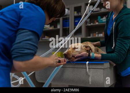 Vet tecnico e assistente veterinario preparare un sei mesi al laboratorio di giallo per una routine spruzzatrice di chirurgia su un giallo cucciolo di laboratorio Foto Stock