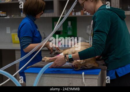 Vet tecnico e assistente veterinario preparare un sei mesi al laboratorio di giallo per una routine spruzzatrice di chirurgia su un giallo cucciolo di laboratorio Foto Stock