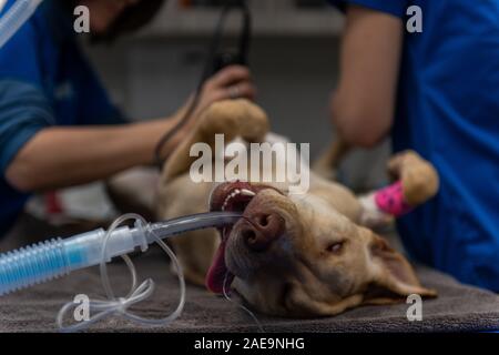 Vet tecnico e assistente veterinario preparare un sei mesi al laboratorio di giallo per una routine spruzzatrice di chirurgia su un giallo cucciolo di laboratorio Foto Stock