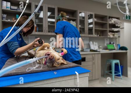 Vet tecnico e assistente veterinario preparare un sei mesi al laboratorio di giallo per una routine spruzzatrice di chirurgia su un giallo cucciolo di laboratorio Foto Stock