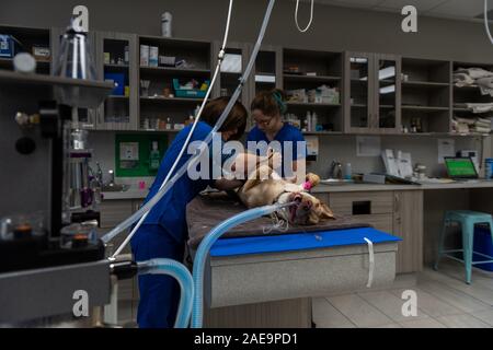 Vet tecnico e assistente veterinario preparare un sei mesi al laboratorio di giallo per una routine spruzzatrice di chirurgia su un giallo cucciolo di laboratorio Foto Stock