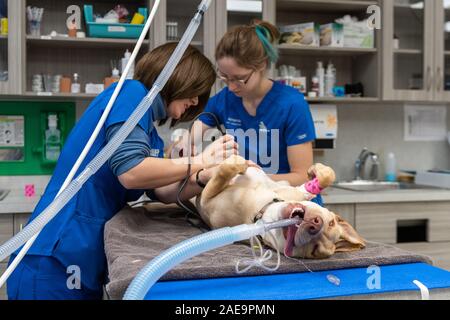 Vet tecnico e assistente veterinario preparare un sei mesi al laboratorio di giallo per una routine spruzzatrice di chirurgia su un giallo cucciolo di laboratorio Foto Stock