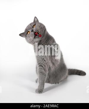 Il gatto mangia la bacca di ciliegio. Un simpatico fat cat britannico ha rubato una bacca. British gatto grigio con Red Cherry Berry su sfondo bianco. Gatto grigio close-up. Foto Stock