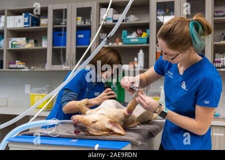 Vet tecnico e assistente veterinario preparare un sei mesi al laboratorio di giallo per una routine spruzzatrice di chirurgia su un giallo cucciolo di laboratorio Foto Stock