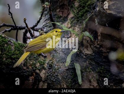 Un giallo Bulbul browed uccello dalle Sahyadri mountain range dell India Foto Stock