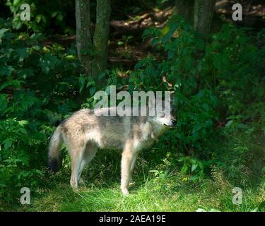 Animali Wolf close-up vista di profilo nella foresta con una foresta e fogliame sfondo nel suo circostanti e l'ambiente. Foto Stock
