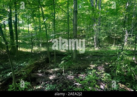 Boschetto sacro LDS Chiesa sentiero forestale Palmyra New York. Foresta New York casa di Joseph Smith. Chiesa di Gesù Cristo dei Santi degli Ultimi Giorni. Foto Stock