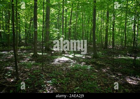 Boschetto sacro LDS Chiesa sentiero forestale Palmyra New York. Foresta New York casa di Joseph Smith. Chiesa di Gesù Cristo dei Santi degli Ultimi Giorni. Foto Stock