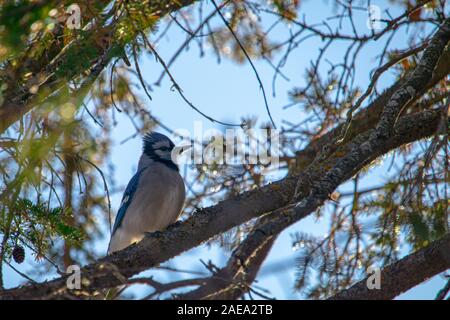 Un blue jay è appollaiato su un albero sempreverde di filiali, circondata dalle sue coperte di lichene, rami, aghi di pino e pigne contro un cielo blu. Foto Stock