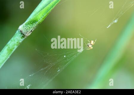 AN AUSTRALIAN GARDEN ORB WEAVER SPIDER SPINNING IT'S WEB, PERTH, AUSTRALIA OCCIDENTALE. Foto Stock