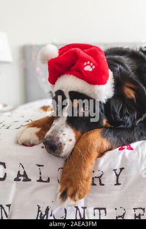 Bovaro del Bernese con un cappello da Babbo Natale a letto Foto Stock