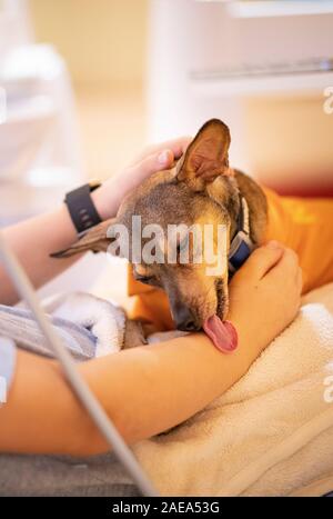 Berlino, Germania. 04 Dic, 2019. Peppi, una terapia cane, si siede sul grembo di un paziente nella sala di trattamento di una pratica dentistica in Berlin-Charlottenburg. (Per "l'assistenza degli animali - Cane terapia dal dentista") Credito: Fabian Sommer/dpa/Alamy Live News Foto Stock