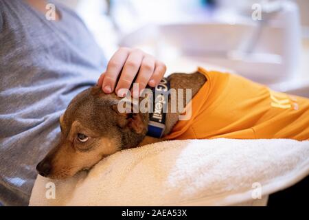 Berlino, Germania. 04 Dic, 2019. Peppi, una terapia cane, si siede sul grembo di un paziente nella sala di trattamento di una pratica dentistica in Berlin-Charlottenburg. (Per "l'assistenza degli animali - Cane terapia dal dentista") Credito: Fabian Sommer/dpa/Alamy Live News Foto Stock