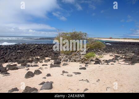 Spiaggia vuota a La Loberia, Isla San Cristobal, Isole Galapagos, Ecuador Foto Stock