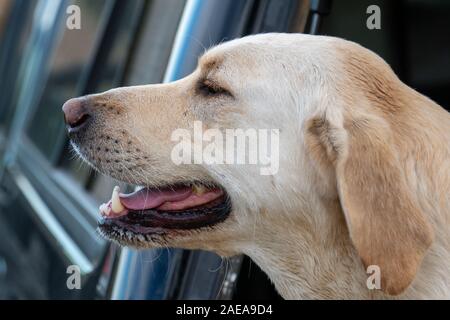 Giallo labrador retriever cane con la testa fuori della finestra felice Foto Stock