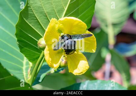 Giant Carpenter Bee Foto Stock