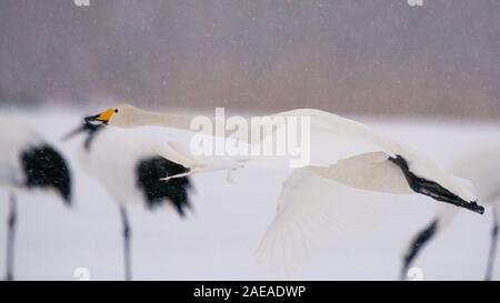 Whooper cigni a Kushiro Hokkaido in Giappone Foto Stock