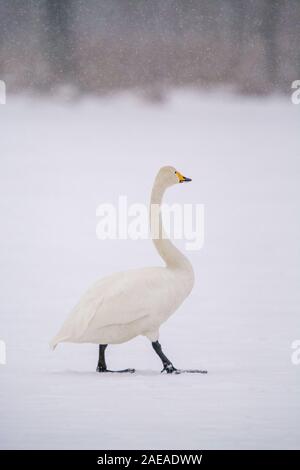 Whooper cigni a Kushiro Hokkaido in Giappone Foto Stock