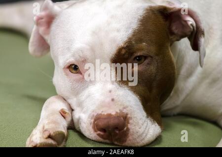 Bianco a macchie marroni femmina di pit bull Red Nose con espressive vista da vicino.Il fuoco selettivo con profondità di campo ridotta. Foto Stock