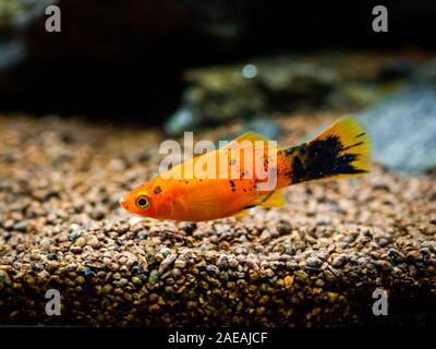 Rosso Platy Wagtail (Xiphophorus maculatus) in un serbatoio di pesci Foto Stock