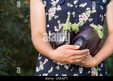 Primo piano della grande melanzane organico nella donna con le mani in mano. Agricoltura e giardinaggio. Cibo sano concetto Foto Stock