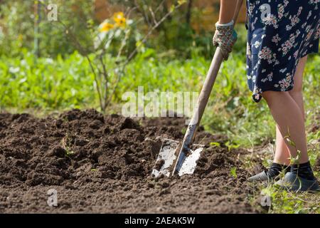 Lo scavo di patate con la pala sul campo dal suolo. Havest in autunno Foto Stock